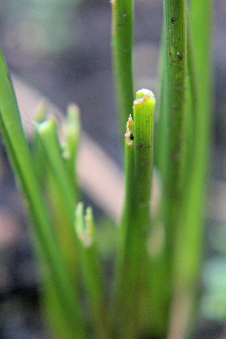 The first signs of spring approaching. by abaaay on DeviantArt