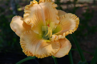 Orange Blossom Lane (First Bloom)