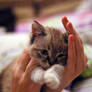 my cat _3=)