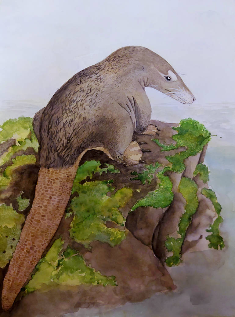 Castorocauda lutrasimilis by Mimipiscis on DeviantArt