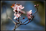 Pink Blossom II by george-kay