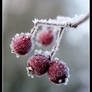 Icy Berries