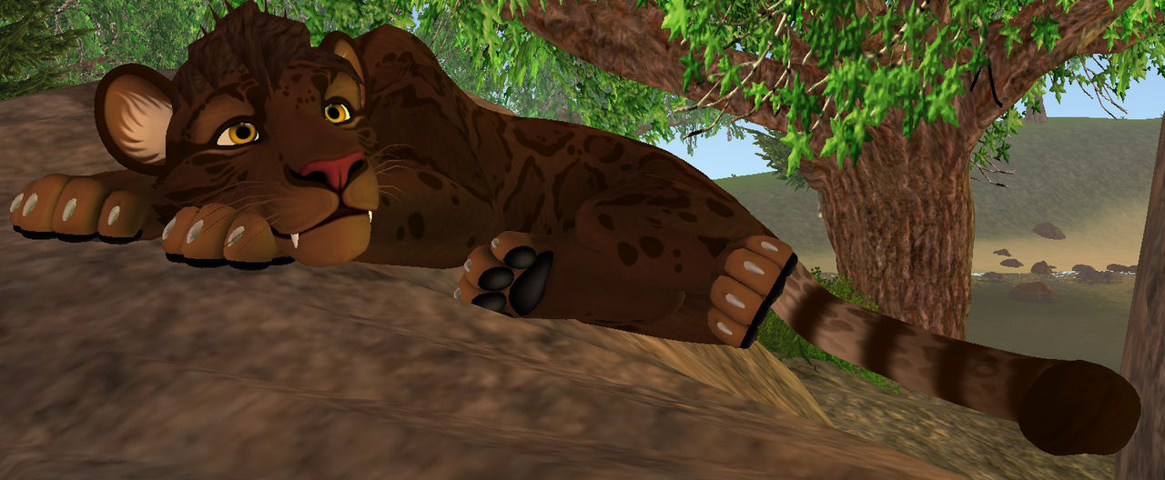 Dariyon Simba Dariyon Is Relaxing On a Rock As PRIDE ROCK. by DariyontheServalKing on ...