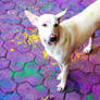 A Dog on Holi Day