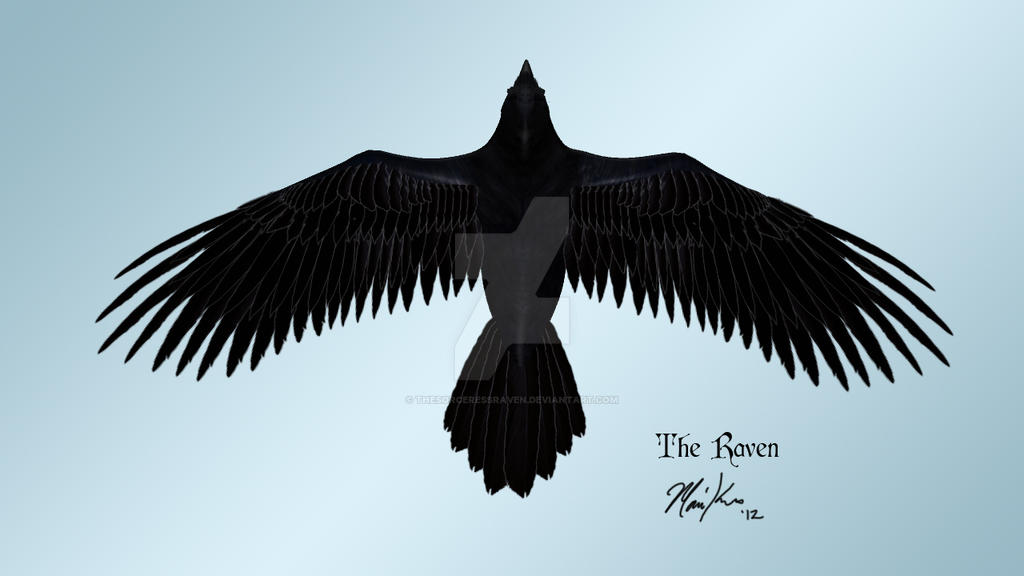 Raven 3D model, top view by TheSorceressRaven on DeviantArt
