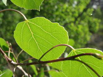 Aspen Leaves