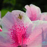 Azalea and a spider