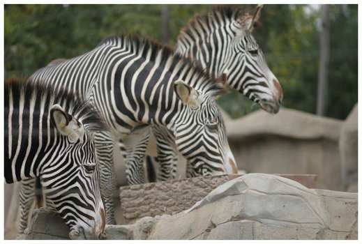 Zebras