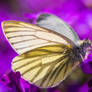 White butterfly in Violet