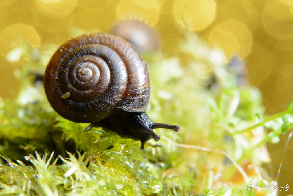 Tiny snail by lueap on DeviantArt