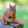 Squirrel - Yum Yum