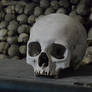 Skull, Ossuary Sedlec, Czech Republic