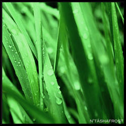 grass