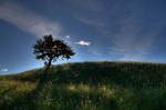 Lonely tree in colour by Hashidoi