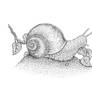 snail (ink and nib)