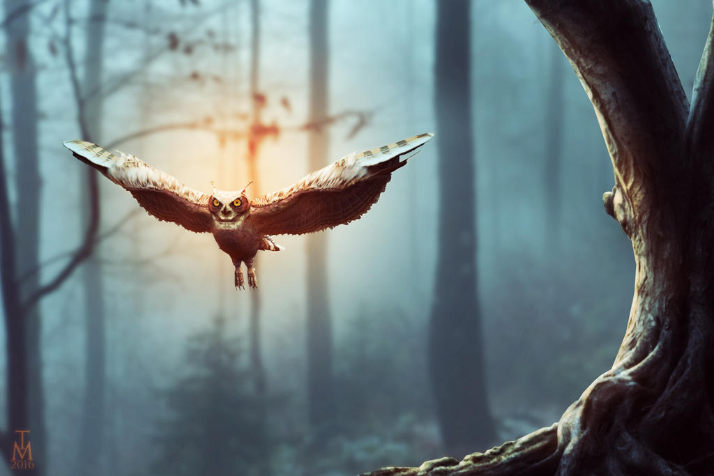 Dreamy Owl on Forest