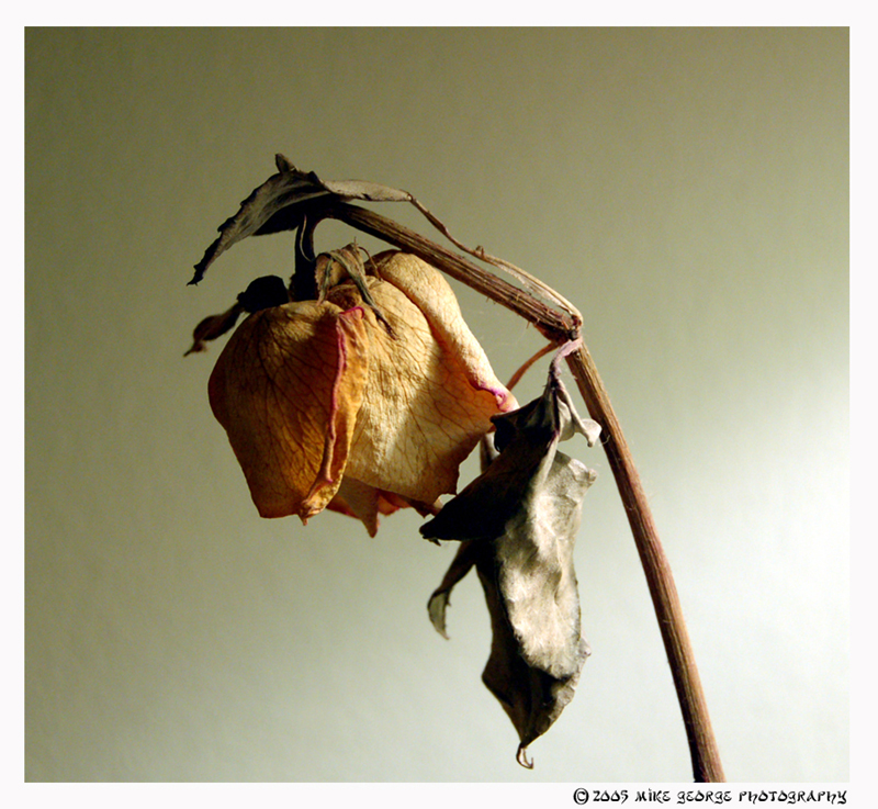 Dead Rose