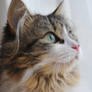 Siberian Cat~Pet Photography