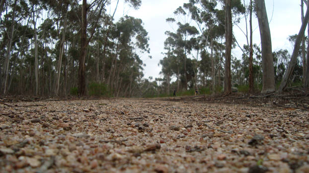 Forest Track~Nature Photography