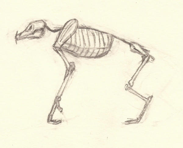 Beast Skeleton Sketch by seanm105 on DeviantArt