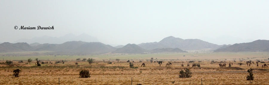 Camels on The Road to Madina