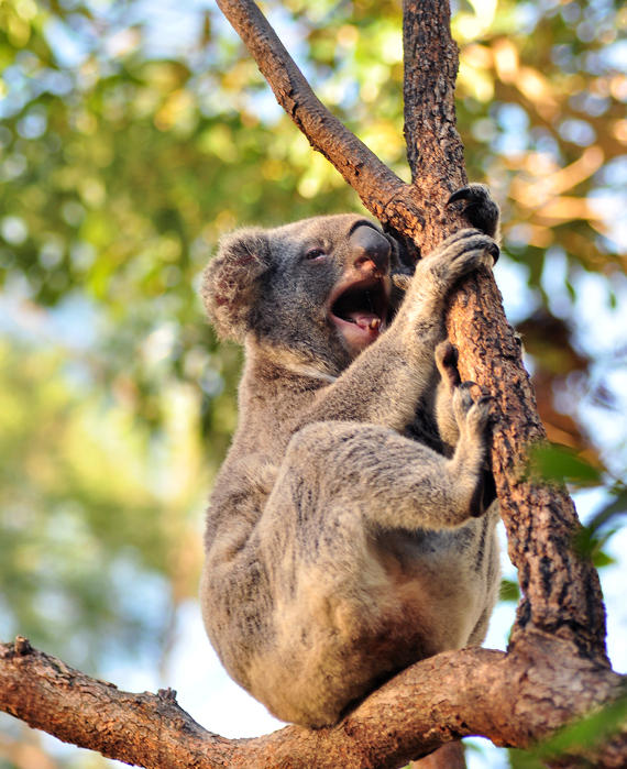Growling Koala by iDigitalDarwin on DeviantArt
