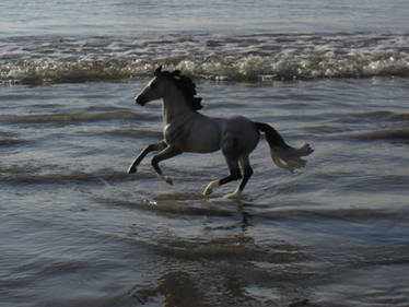 Cloud galloping on shoreline