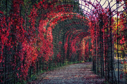 Walk in the autumn garden of Schwetzingen Palace