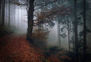 Misty autumn forest #