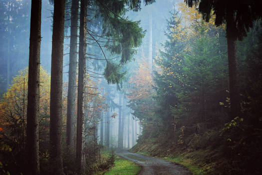 Forest walk #