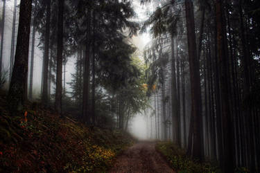 Gloomy forest..