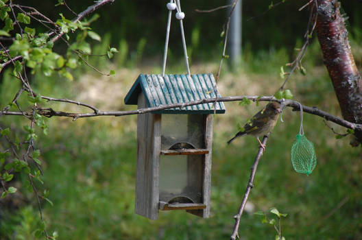 To be no spring chicken (or bird?)