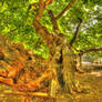 100 Year Old Mulberry Tree