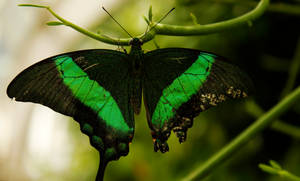 Green Butterfly-Like Thing