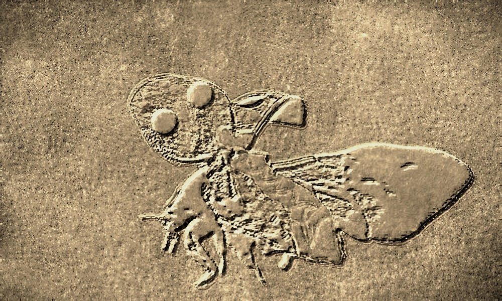 Travertino Insectos Insecto esculpido en piedra/Carved in stone by lavozdelchacarero on ...