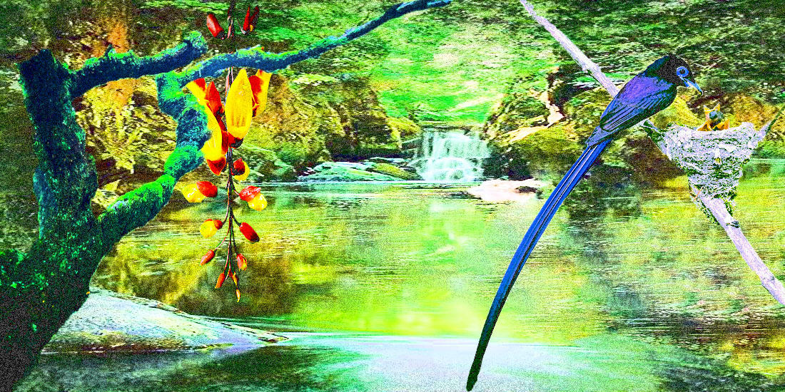 Pajaro, Arbol Y Cascada/Bird, Tree and Waterfall by lavozdelchacarero ...