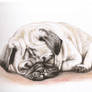 Pug
