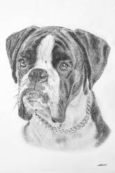 Pencil drawing of a Boxer I done in 2012