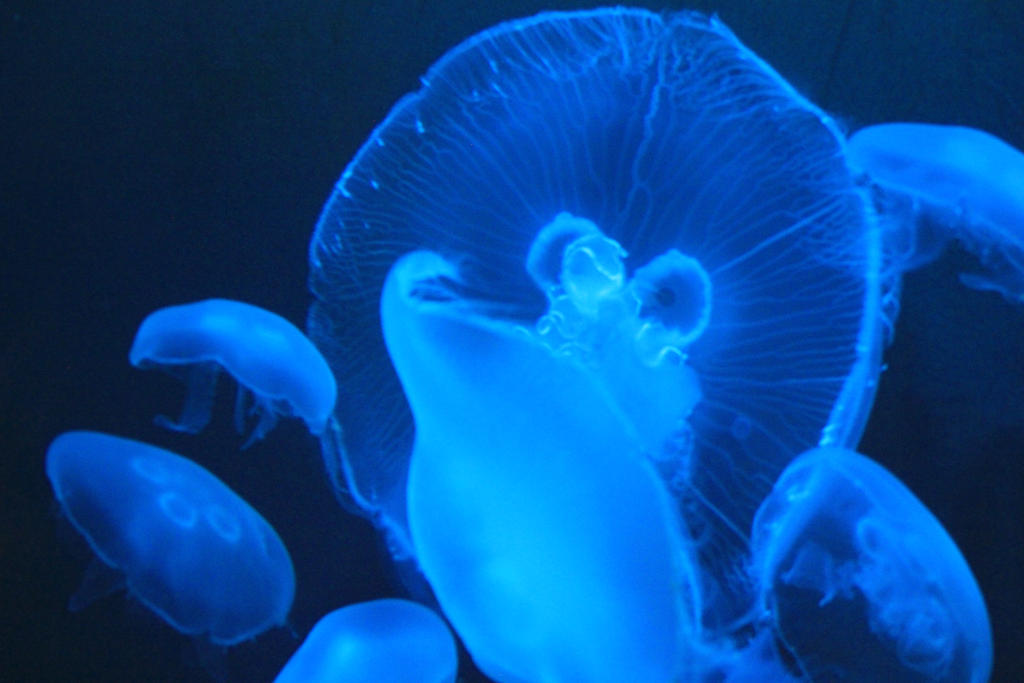 Jelly Fish Stock