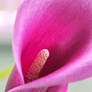 Calla Lily