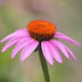 Coneflower