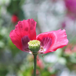 Poppy