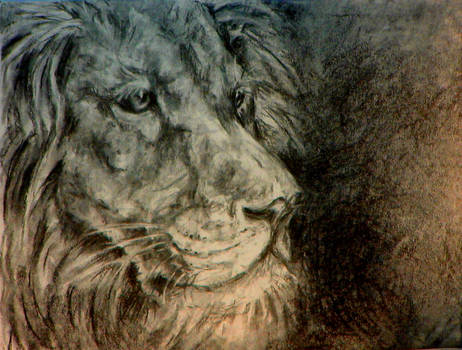 Lion 2