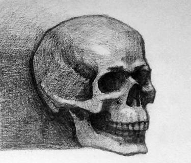Skull Study