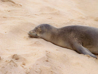 Nap in the Sun