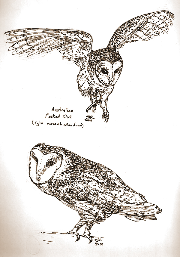 Masked Owls