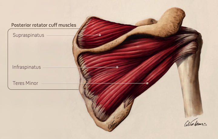 Posterior Rtc Posterior rotator cuff muscles by cilein on DeviantArt