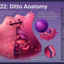 Ditto anatomy