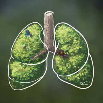 Kiwi lungs