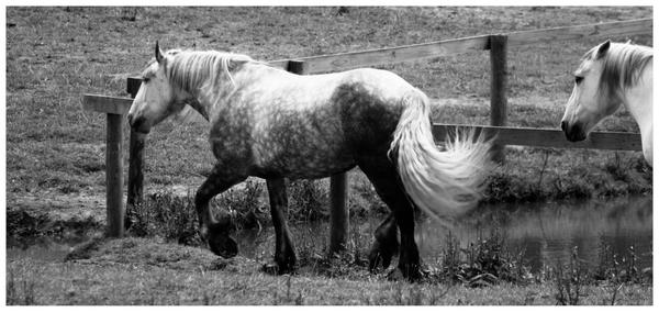 horse walking away